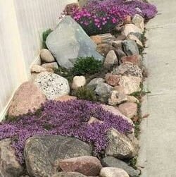 a garden with purple flowers and wild thyme 